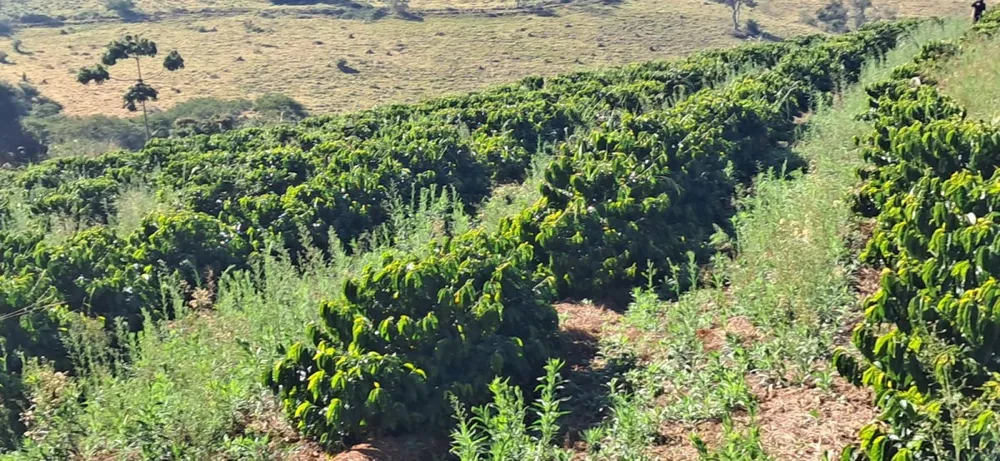 Fazenda, 32 hectares - Foto 10