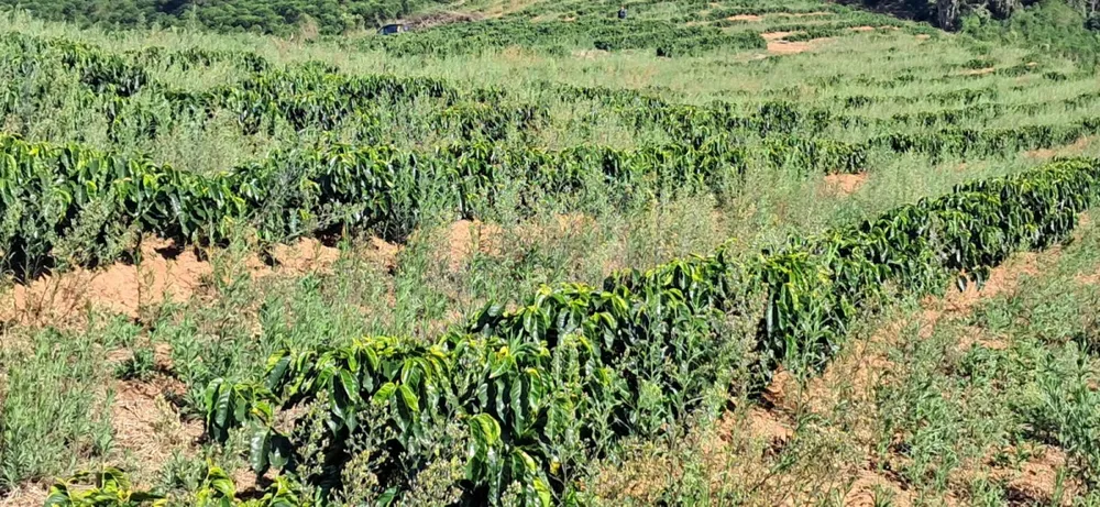 Fazenda, 32 hectares - Foto 3