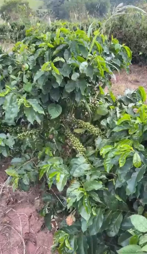Fazenda, 160 hectares - Foto 8
