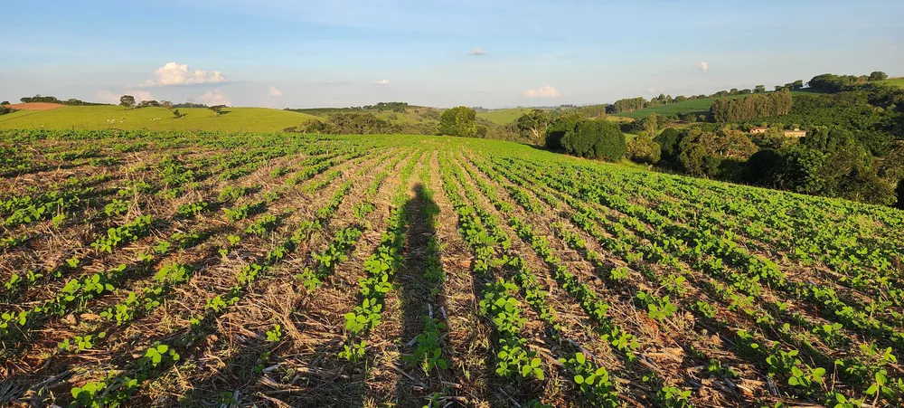 Fazenda, 113 hectares - Foto 6