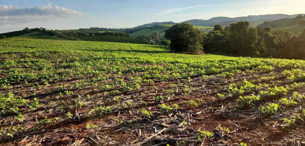 Fazenda, 113 hectares - Foto 4