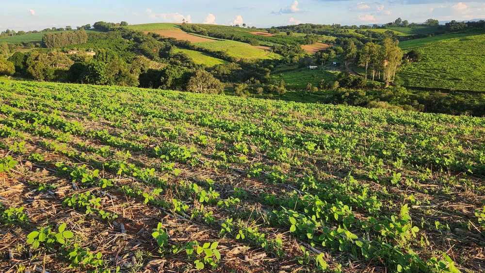 Fazenda, 113 hectares - Foto 12