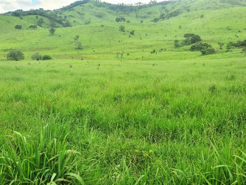 Fazenda, 235 hectares - Foto 6