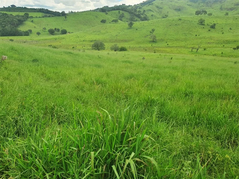 Fazenda, 235 hectares - Foto 7