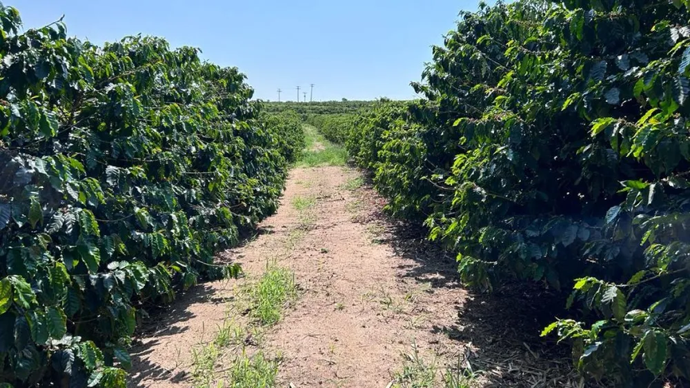 Fazenda, 277 hectares - Foto 2