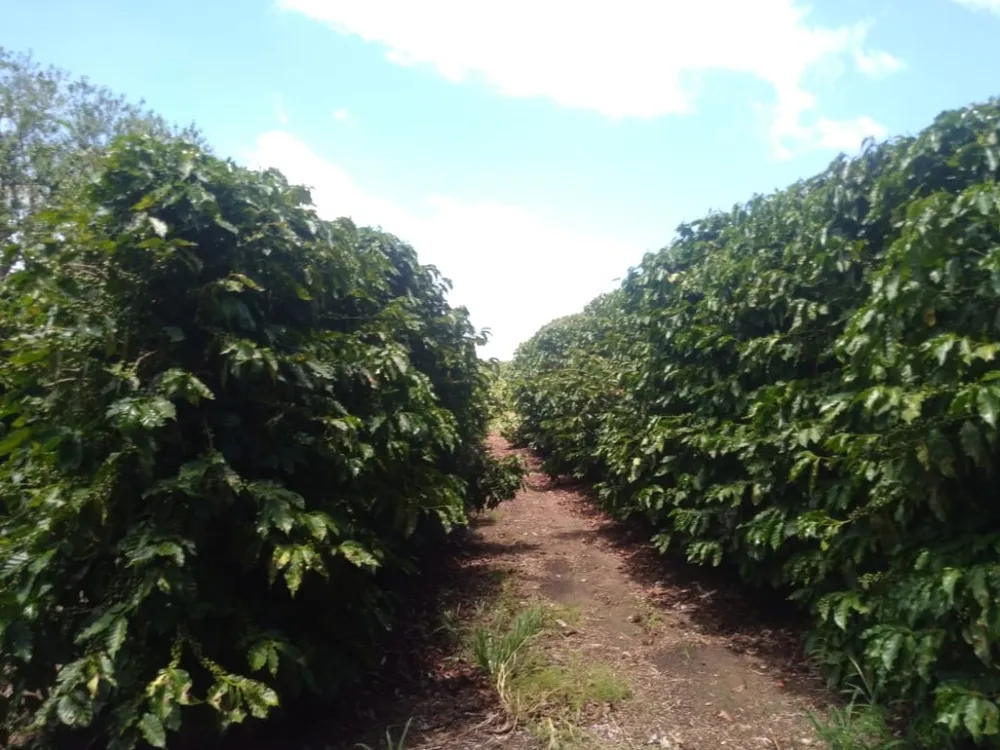 Fazenda, 277 hectares - Foto 3