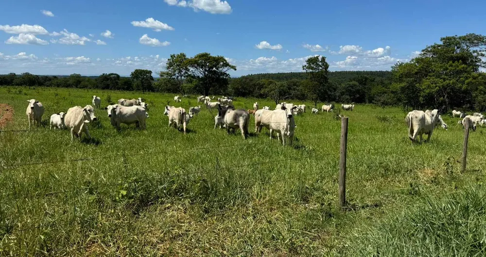 Fazenda, 712 hectares - Foto 5