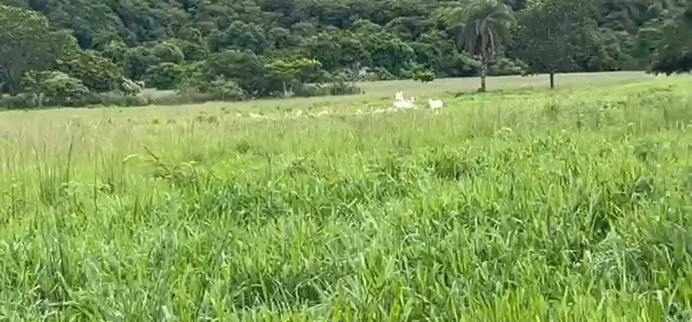 Fazenda, 712 hectares - Foto 6