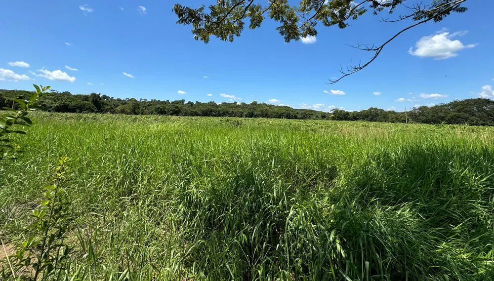 Fazenda, 712 hectares - Foto 7