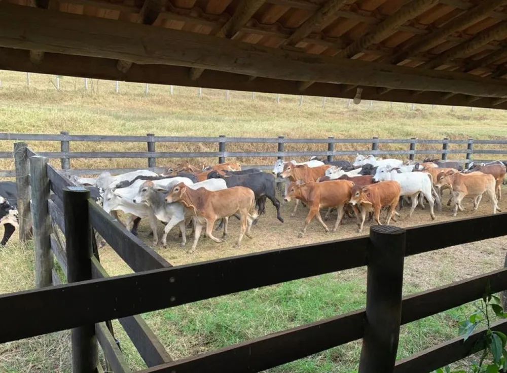Fazenda, 153 hectares - Foto 10