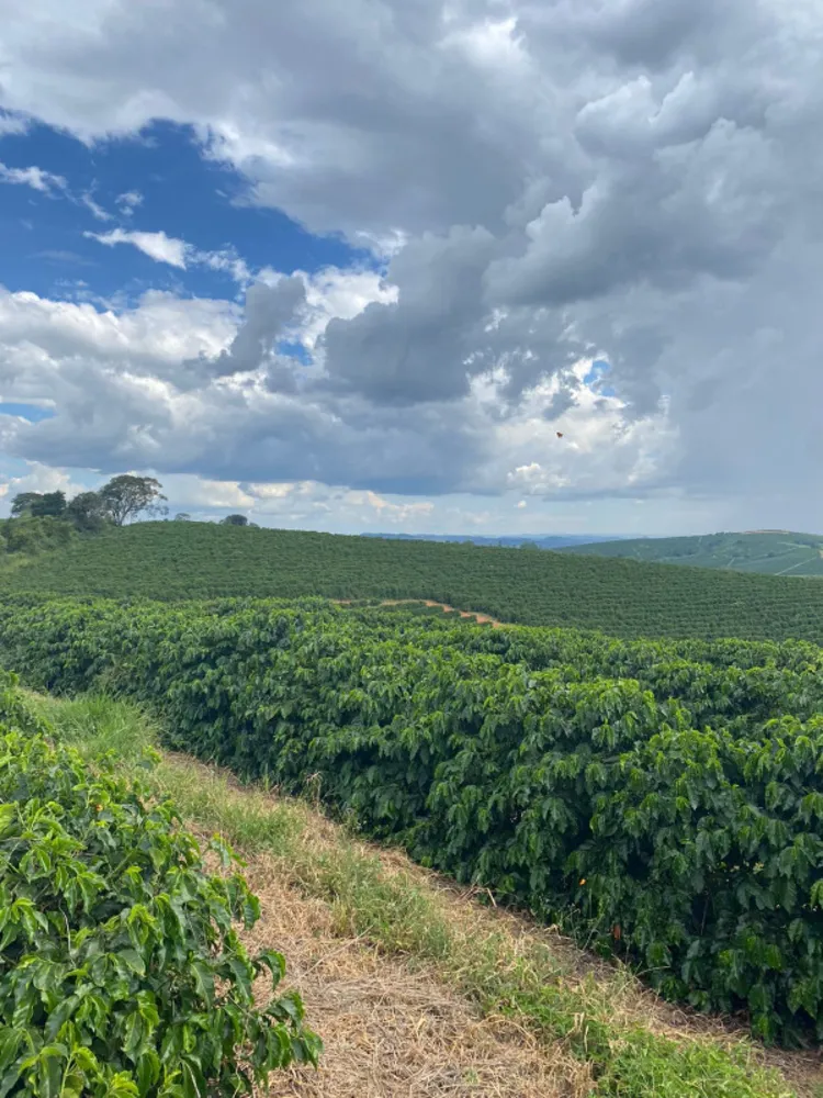 Fazenda, 166 hectares - Foto 4
