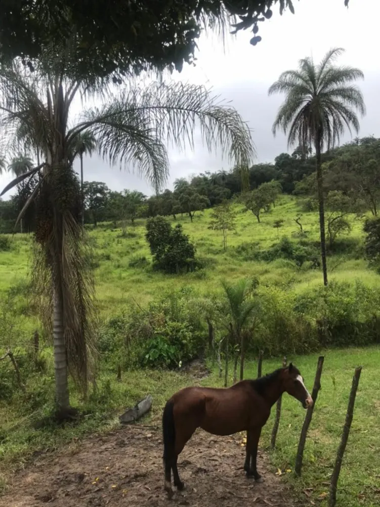Terreno, 25 hectares - Foto 8