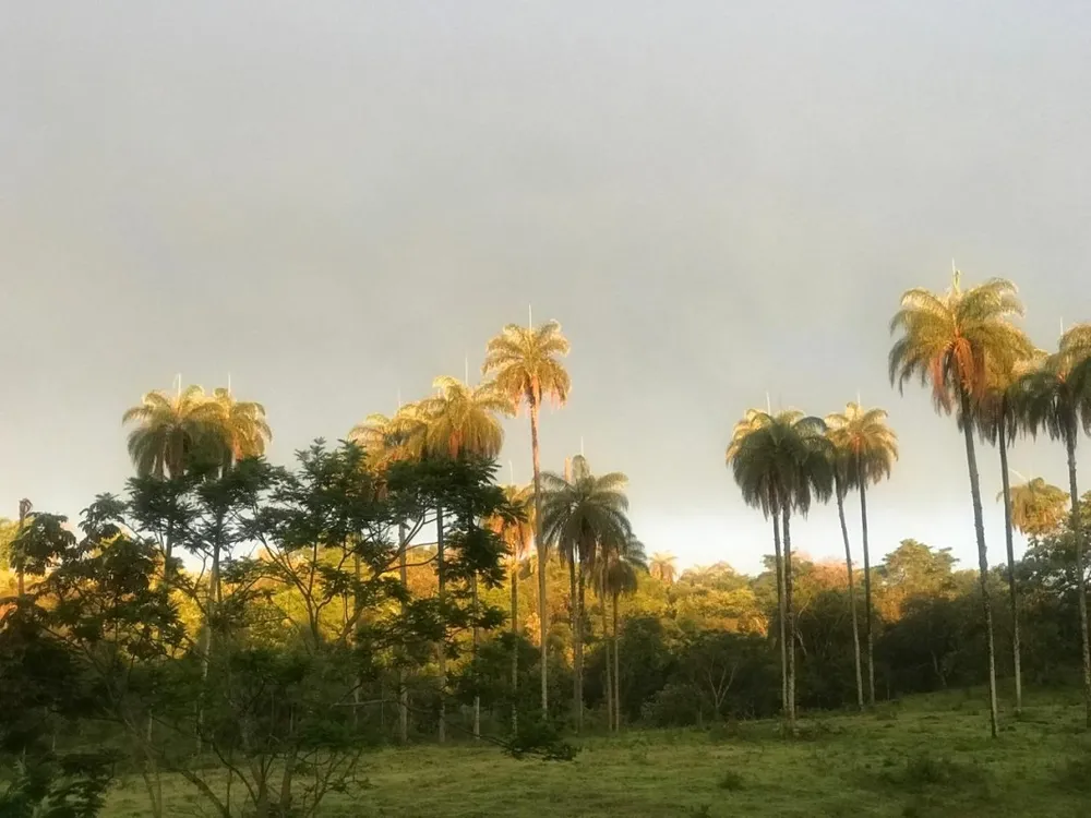 Terreno, 25 hectares - Foto 11