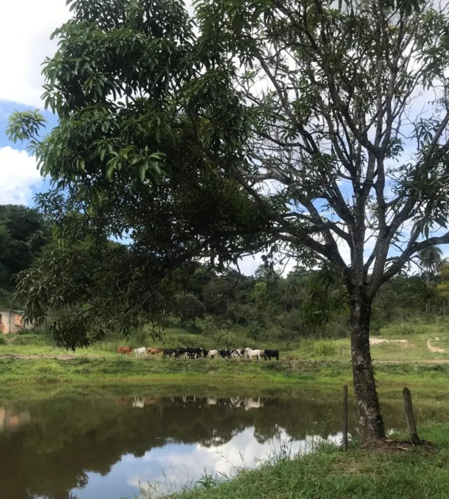 Terreno, 25 hectares - Foto 1