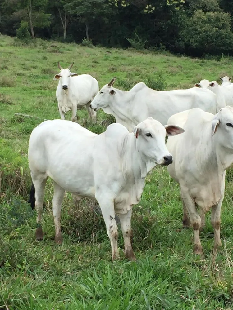 Fazenda, 318 hectares - Foto 8