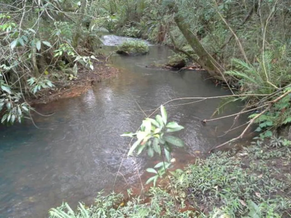 Fazenda, 45 hectares - Foto 13