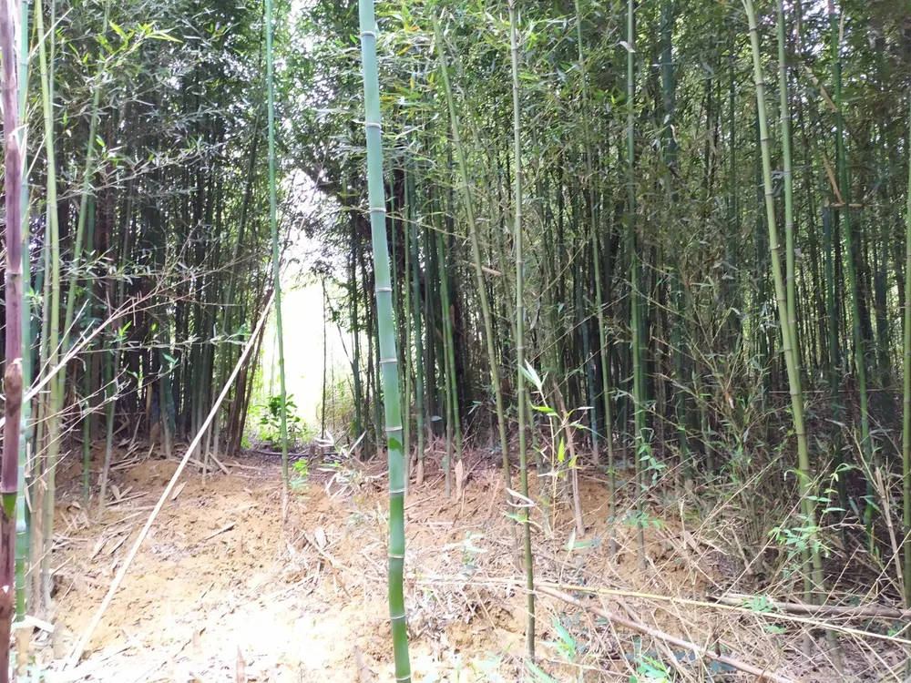 Fazenda, 45 hectares - Foto 24