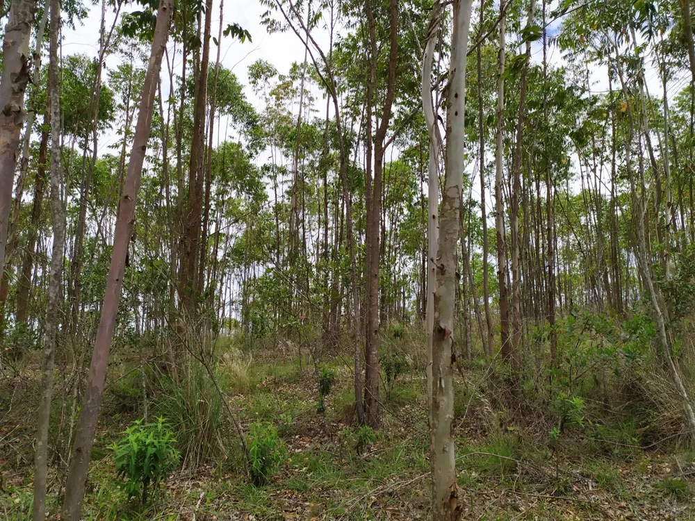 Fazenda, 45 hectares - Foto 22