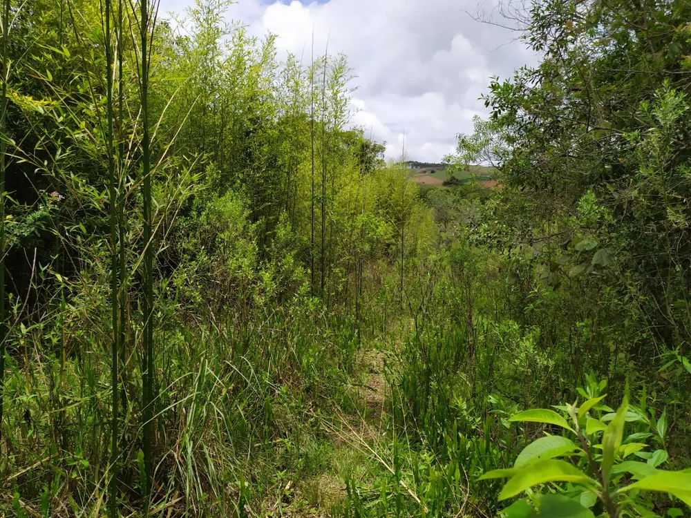 Fazenda, 45 hectares - Foto 7