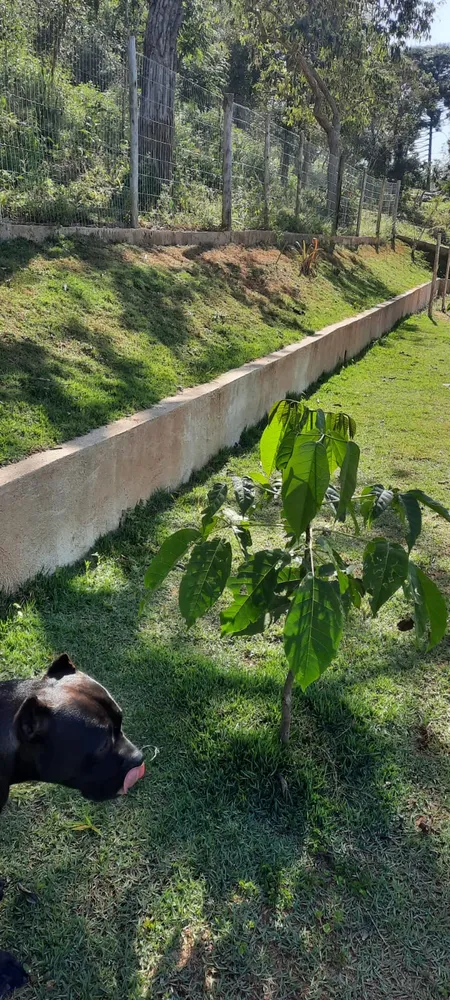 Chácara, 4 quartos - Foto 6