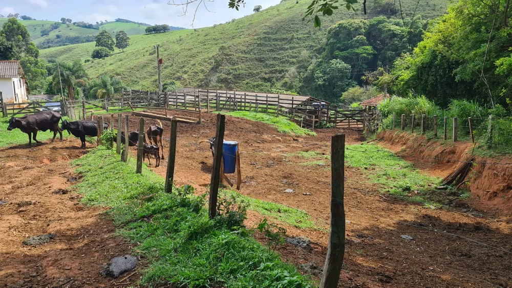 Fazenda, 203 hectares - Foto 6