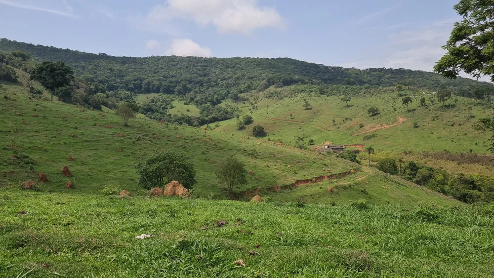 Fazenda, 203 hectares - Foto 4