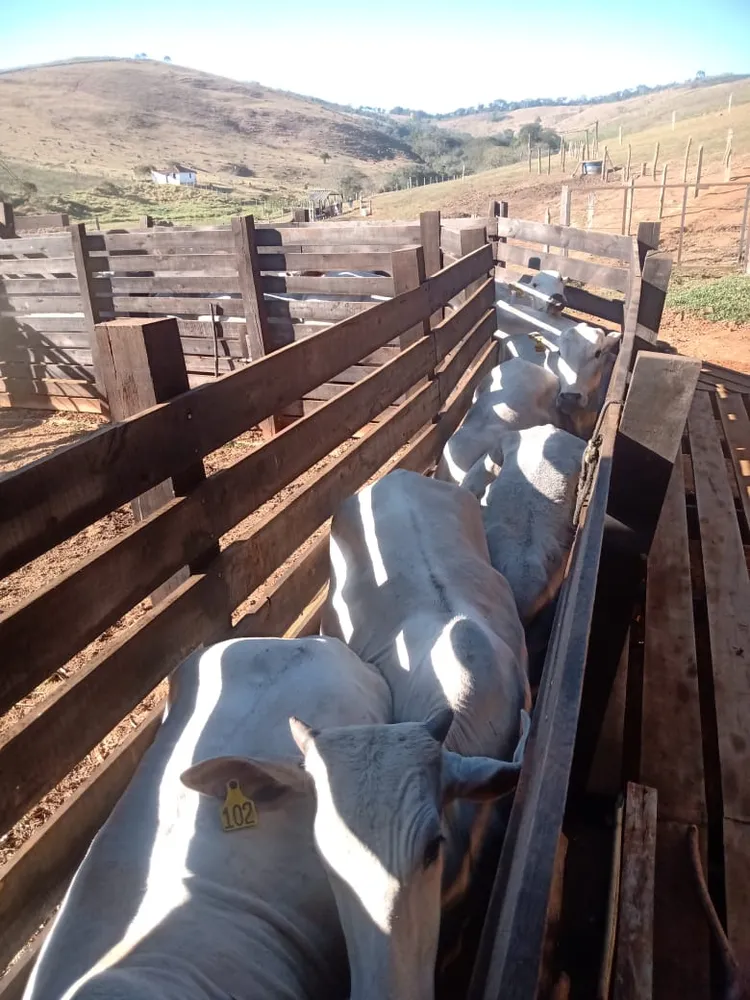 Fazenda, 203 hectares - Foto 18
