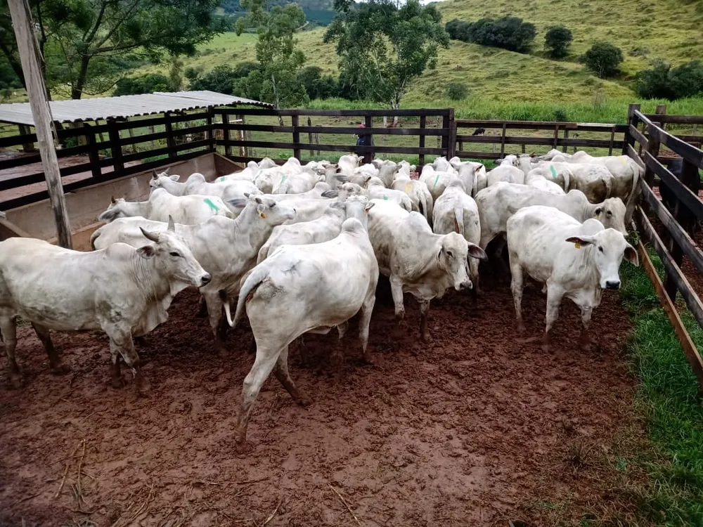 Fazenda, 203 hectares - Foto 11