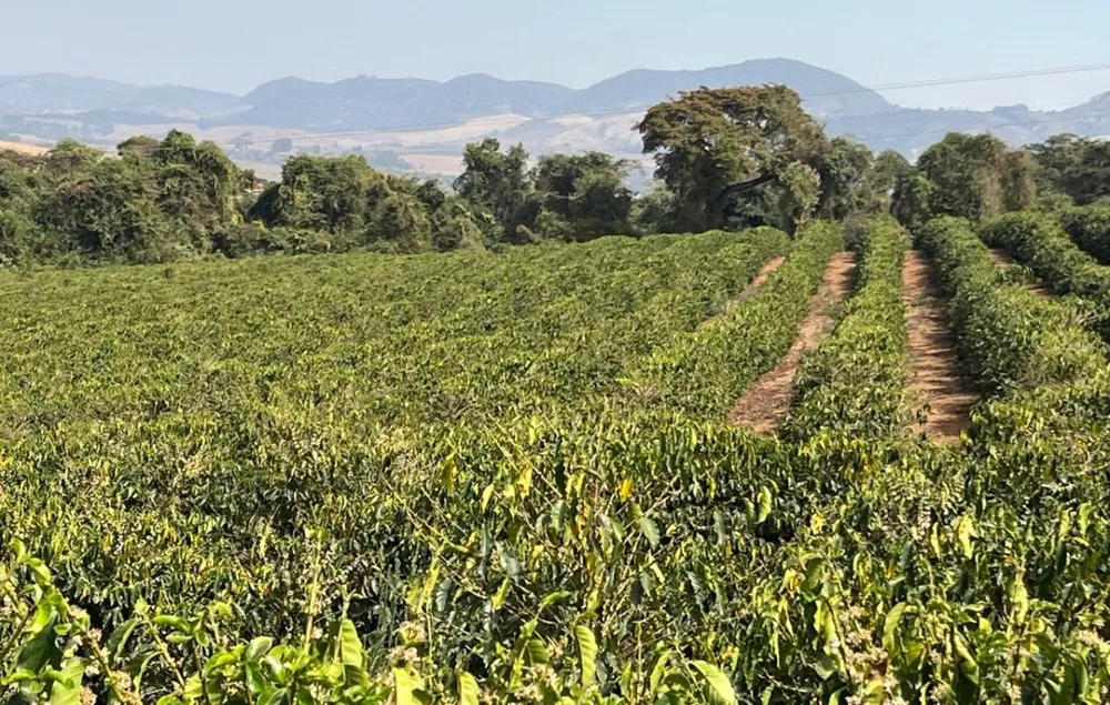 Fazenda, 99 hectares - Foto 20