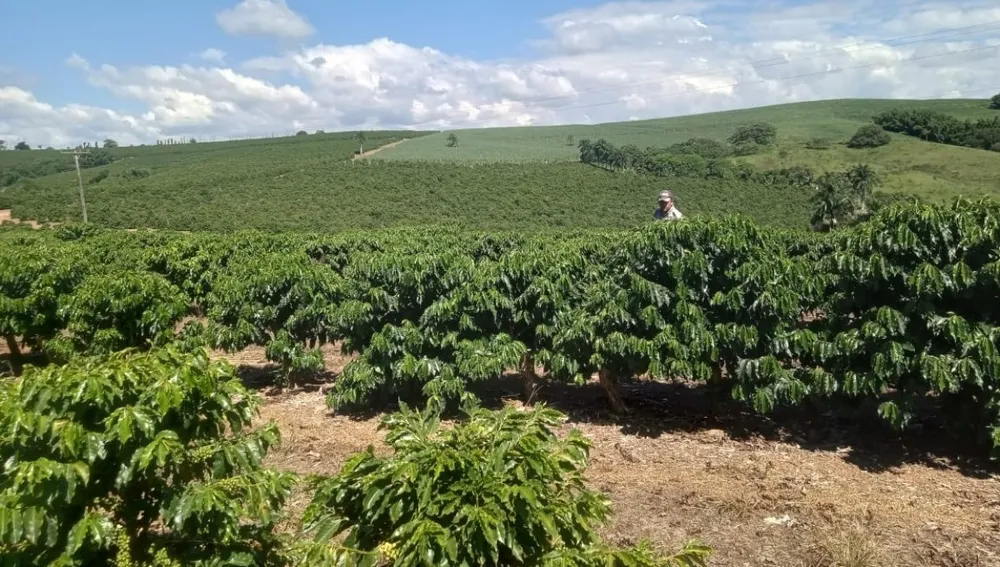 Fazenda, 99 hectares - Foto 2