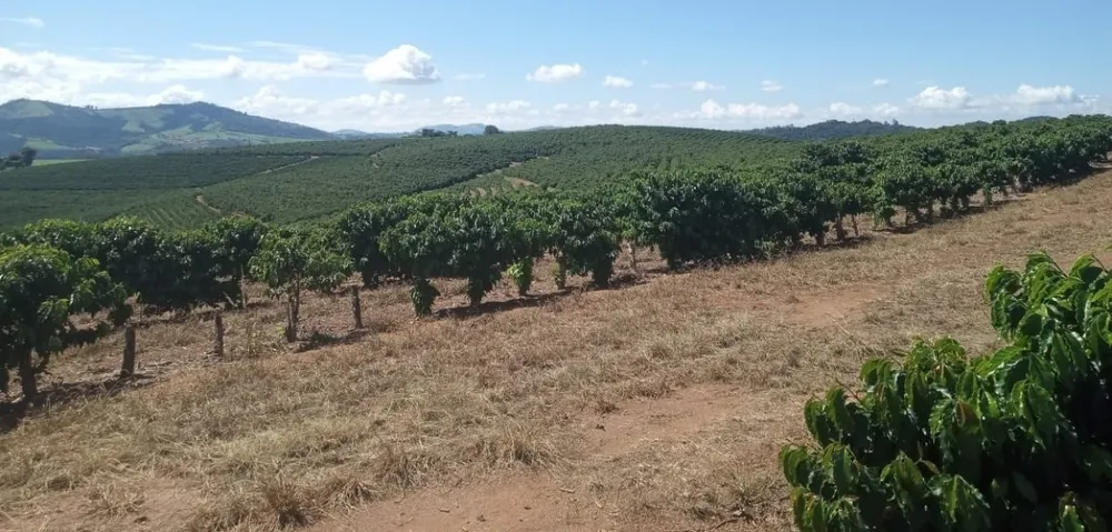 Fazenda, 99 hectares - Foto 11
