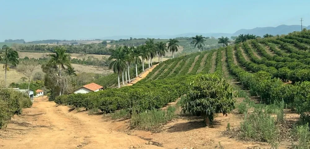 Fazenda, 99 hectares - Foto 17