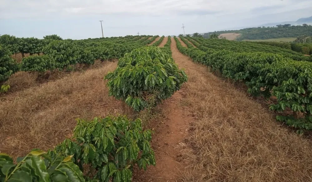 Fazenda, 99 hectares - Foto 10