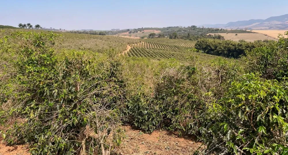 Fazenda, 99 hectares - Foto 19