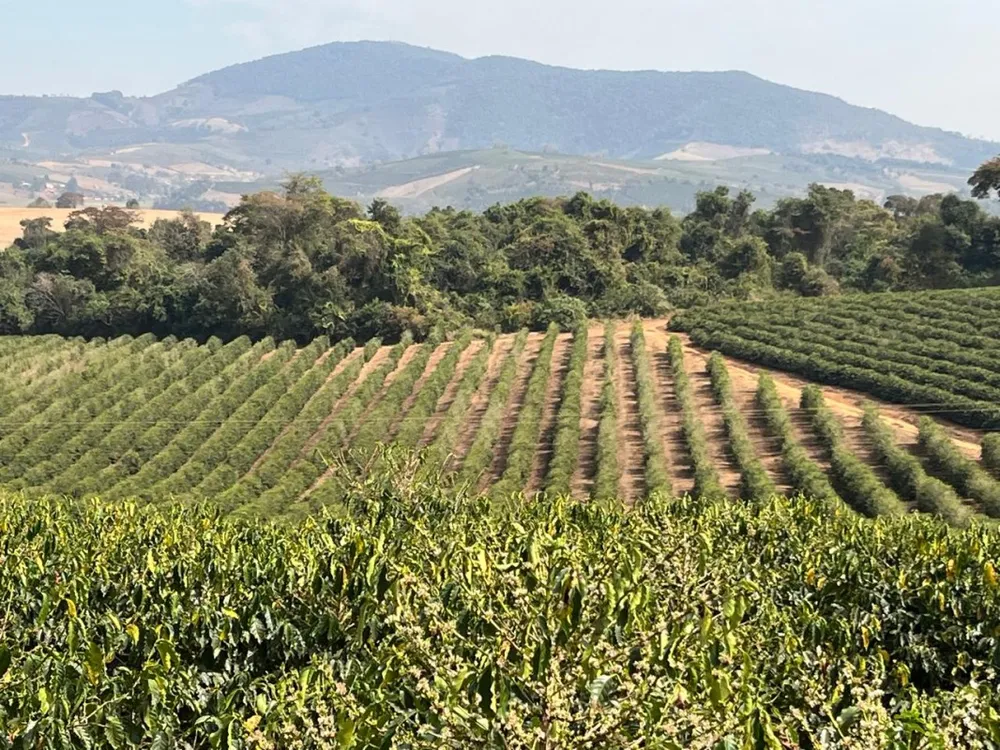 Fazenda, 99 hectares - Foto 15
