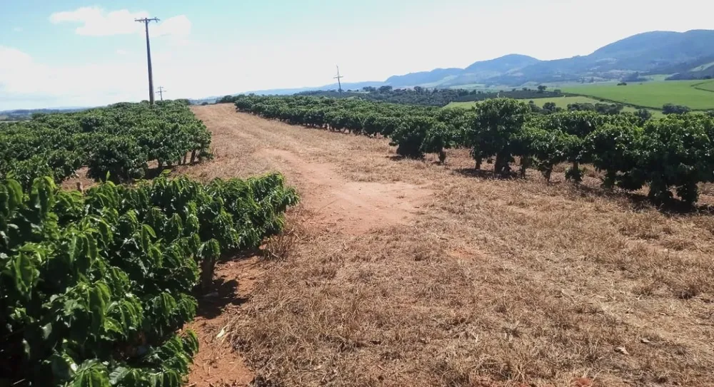 Fazenda, 99 hectares - Foto 9