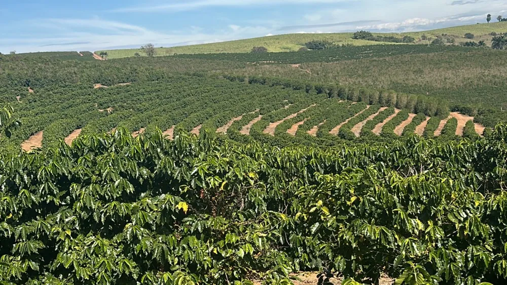 Fazenda, 99 hectares - Foto 1