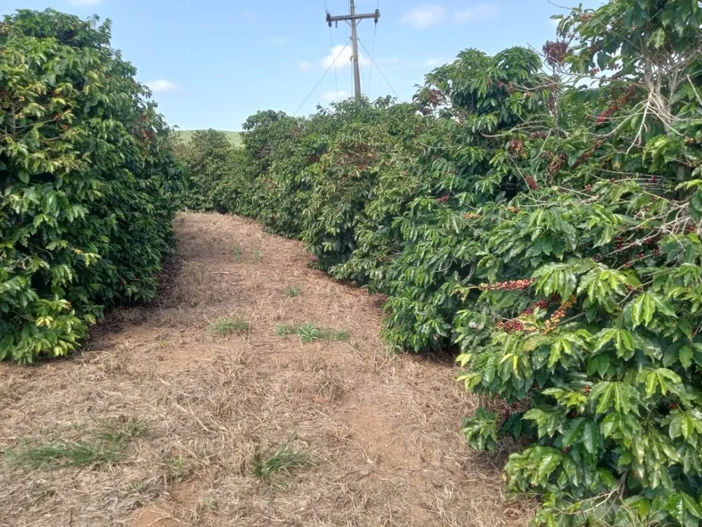 Fazenda, 102 hectares - Foto 18