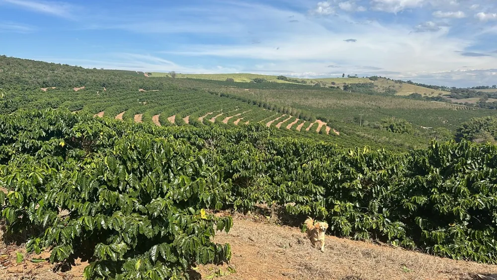 Fazenda, 99 hectares - Foto 13