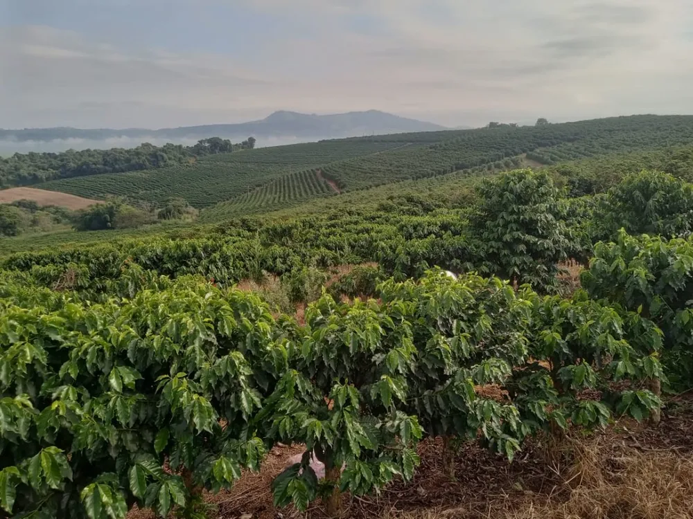 Fazenda, 102 hectares - Foto 13