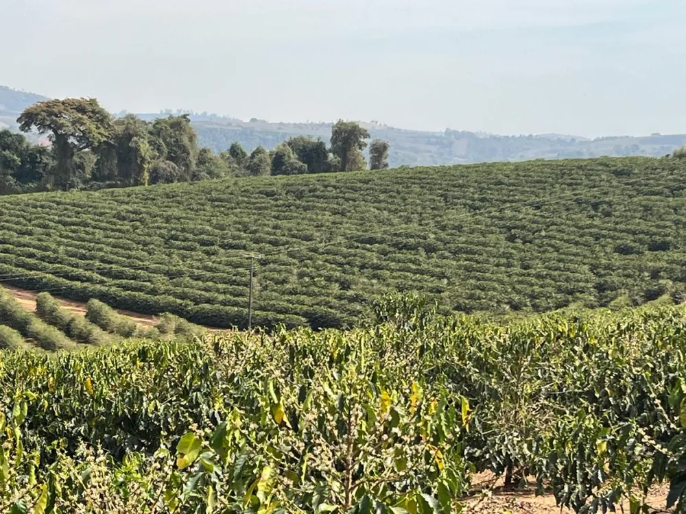 Fazenda, 99 hectares - Foto 16