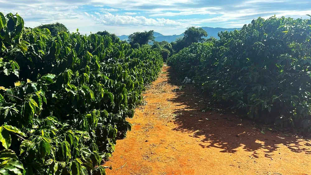 Fazenda, 99 hectares - Foto 3