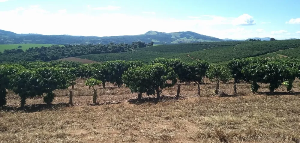 Fazenda, 99 hectares - Foto 8