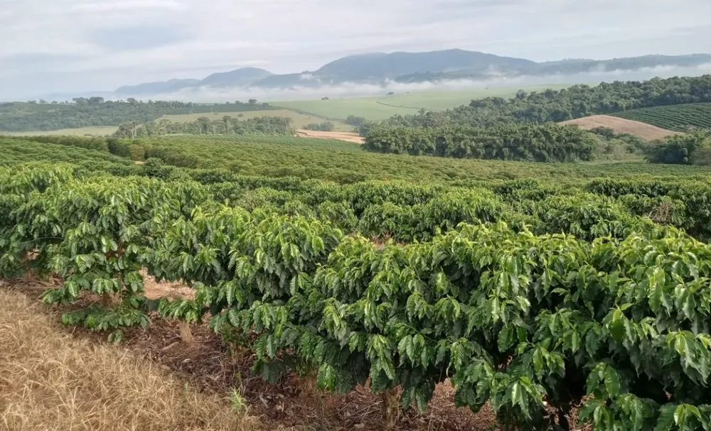Fazenda, 102 hectares - Foto 3