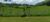 Fazenda, 53 hectares - Foto 4