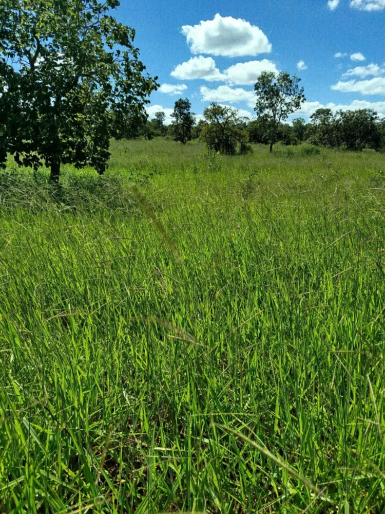 Fazenda, 216 hectares - Foto 8