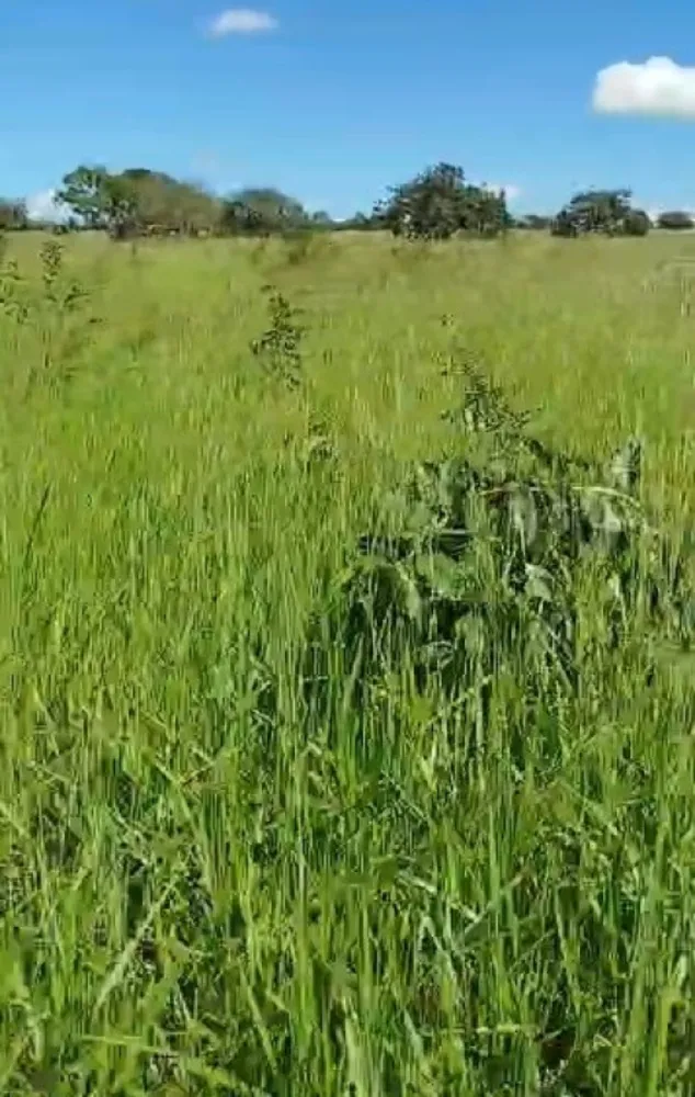 Fazenda, 216 hectares - Foto 4