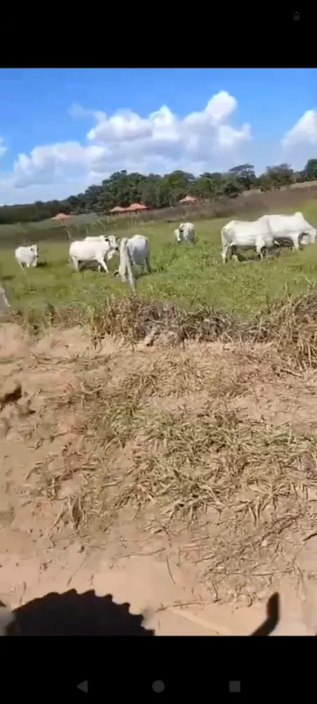 Fazenda, 1 quarto - Foto 12