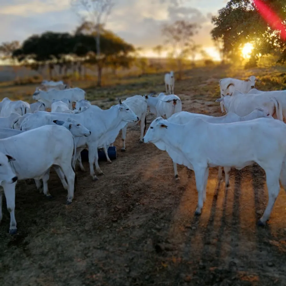Fazenda, 1 quarto - Foto 6