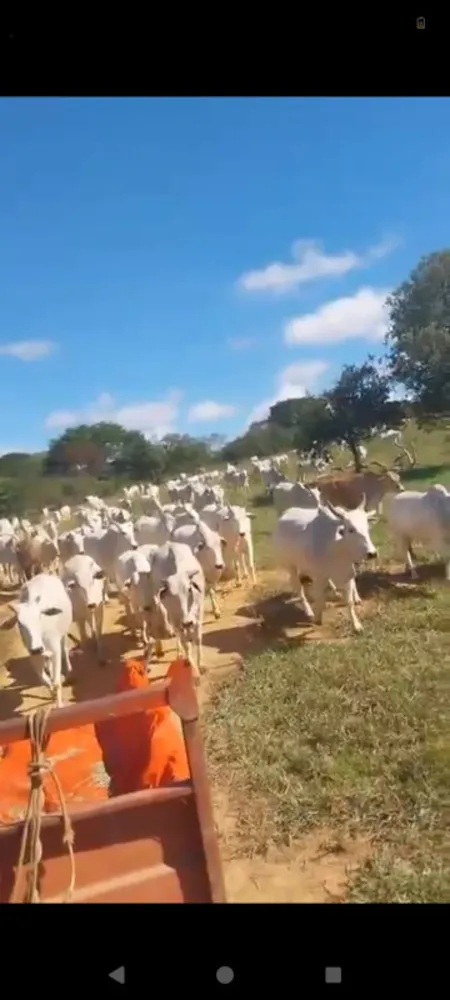 Fazenda, 1 quarto - Foto 12